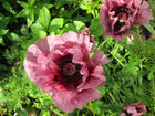 Papaver "Patty's Plum"